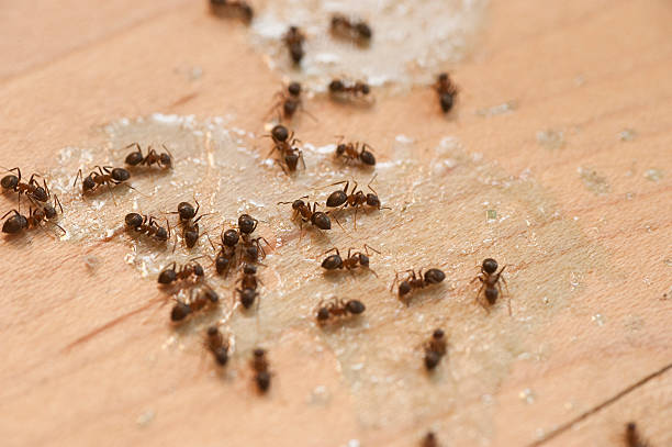 Best Cockroach Control Services  in Fernandina Beach, FL
